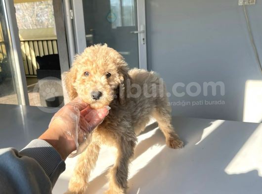 Standart Boy Dişi Labradoodle Yavrumuz görsel