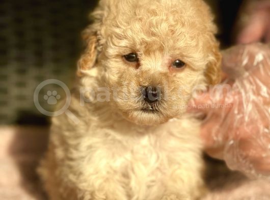Bebek Surat Toy Poodle Yavrular