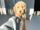 Standart Boy Dişi Labradoodle Yavrumuz
