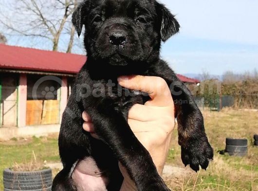 Cane Corso Di̇şi̇ Erkek Bebekler Mevcut görsel
