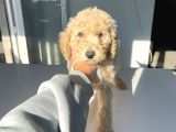 Standart Boy Dişi Labradoodle Yavrumuz