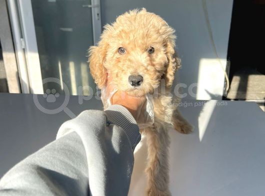 Standart Boy Dişi Labradoodle Yavrumuz