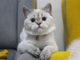 Aşıları Tam Dişi ve Erkek Safkan British Shorthair