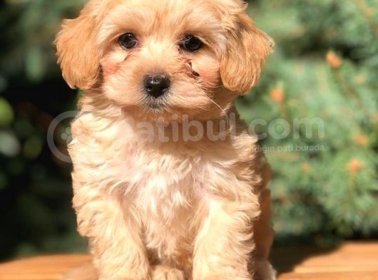 Orjinal Maltipoo Erkek Yavrularımız Teslime Hazır görsel