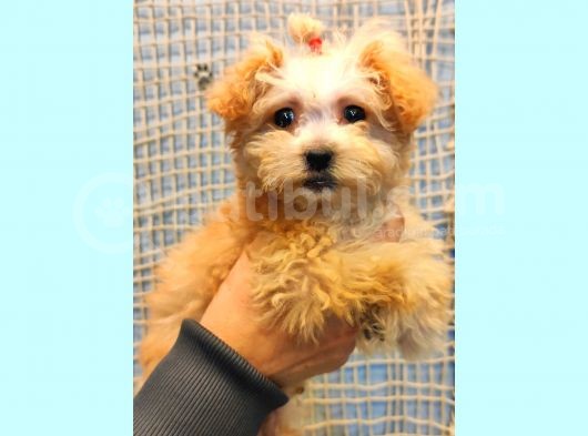 Anne Altindan Toy Poodle Yavrularimiz
