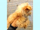 Anne Altindan Toy Poodle Yavrularimiz