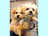 Anne Altindan Toy Poodle Yavrularimiz