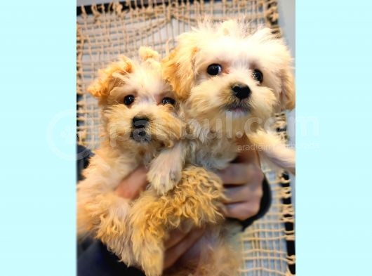 Anne Altindan Toy Poodle Yavrularimiz görsel