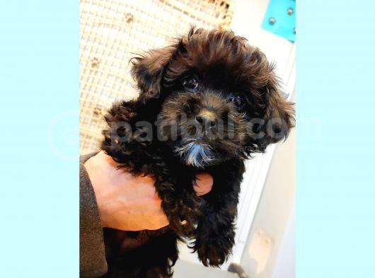 Anne Altindan Toy Poodle Yavrularimiz görsel