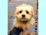 Anne Altindan Toy Poodle Yavrularimiz