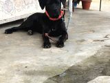 A Class Orji̇nal Eği̇ti̇mli̇ Cane Corso