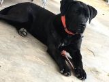 A Class Orji̇nal Eği̇ti̇mli̇ Cane Corso