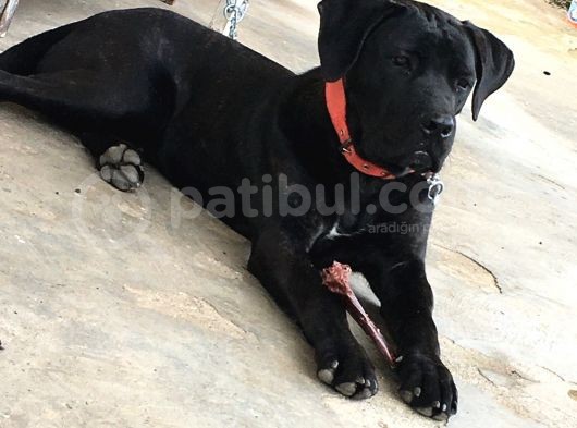 A Class Orji̇nal Eği̇ti̇mli̇ Cane Corso görsel