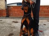 7 Aylik Disi Malinois 6 Aylik Disi Malinois  6 Aylik Disi Doberman