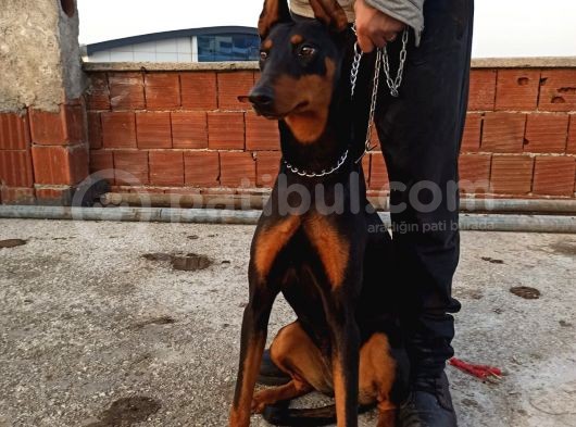 7 Aylik Disi Malinois 6 Aylik Disi Malinois  6 Aylik Disi Doberman görsel