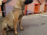 7 Aylik Disi Malinois 6 Aylik Disi Malinois  6 Aylik Disi Doberman