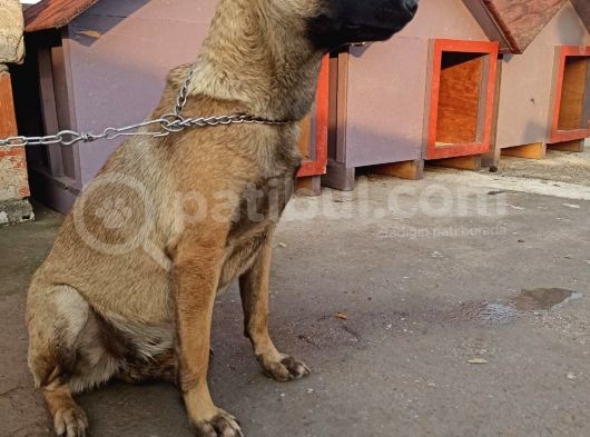 7 Aylik Disi Malinois 6 Aylik Disi Malinois  6 Aylik Disi Doberman görsel