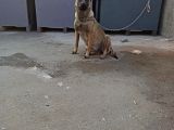 7 Aylik Disi Malinois 6 Aylik Disi Malinois  6 Aylik Disi Doberman