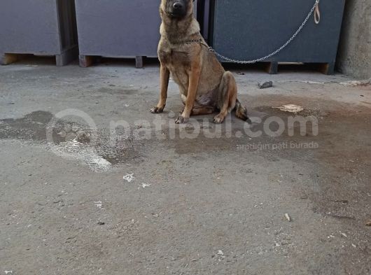 7 Aylik Disi Malinois 6 Aylik Disi Malinois  6 Aylik Disi Doberman görsel