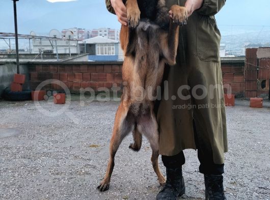 7 Aylik Disi Malinois 6 Aylik Disi Malinois  6 Aylik Disi Doberman