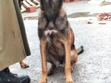 7 Aylik Disi Malinois 6 Aylik Disi Malinois  6 Aylik Disi Doberman