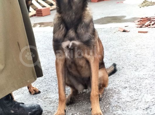 7 Aylik Disi Malinois 6 Aylik Disi Malinois  6 Aylik Disi Doberman görsel