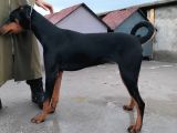 7 Aylik Disi Malinois 6 Aylik Disi Malinois  6 Aylik Disi Doberman