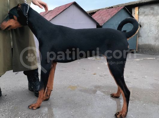 7 Aylik Disi Malinois 6 Aylik Disi Malinois  6 Aylik Disi Doberman görsel