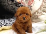 Irk Ve Sağlık Garantili Red Toy Poodle Yavrulari