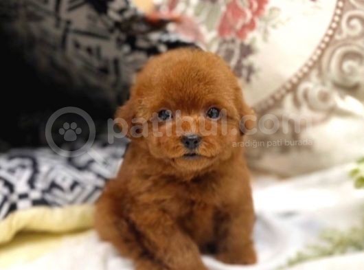 Irk Ve Sağlık Garantili Red Toy Poodle Yavrulari görsel