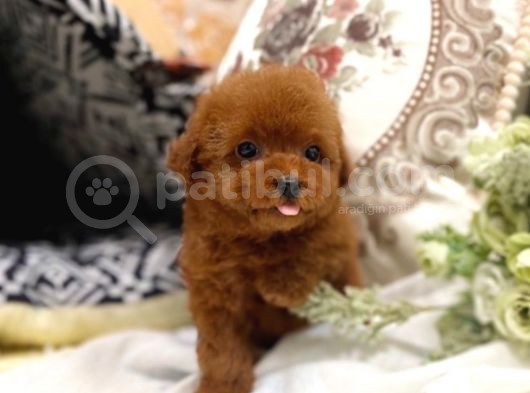 Irk Ve Sağlık Garantili Red Toy Poodle Yavrulari