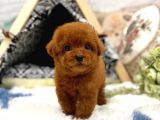 Irk Ve Sağlık Garantili Red Toy Poodle Yavrulari