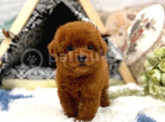Irk Ve Sağlık Garantili Red Toy Poodle Yavrulari görsel