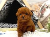 Irk Ve Sağlık Garantili Red Toy Poodle Yavrulari