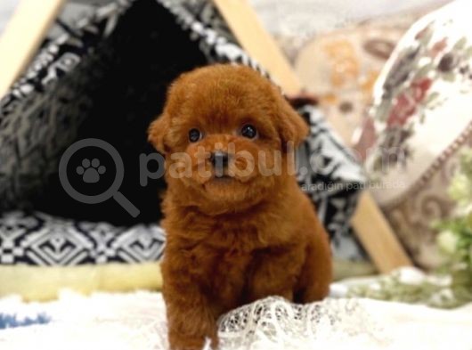 Irk Ve Sağlık Garantili Red Toy Poodle Yavrulari görsel