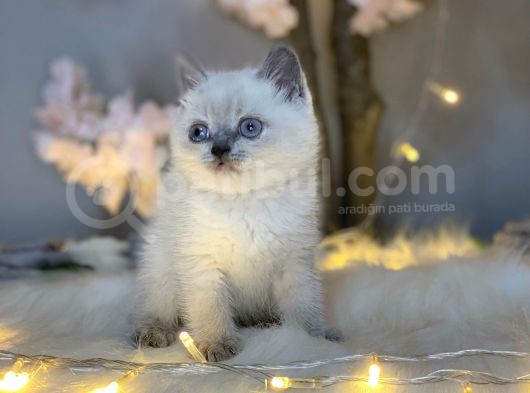 A Kali̇te Bri̇ti̇sh Shorthai̇r Blue Poi̇nt görsel