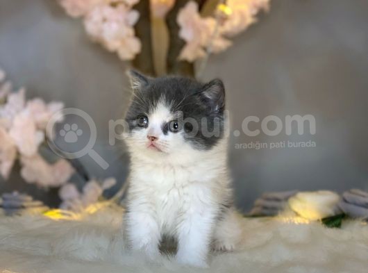 Panda Surat Bri̇ti̇sh Shorthai̇r Bi̇color görsel