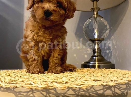 Safkan Toy Poodle Yavrularımız görsel