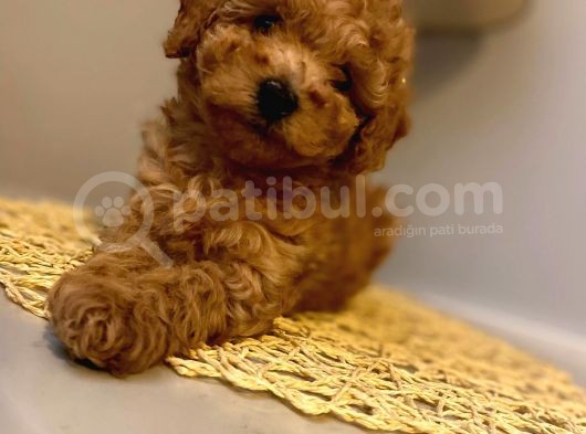 Safkan Toy Poodle Yavrularımız