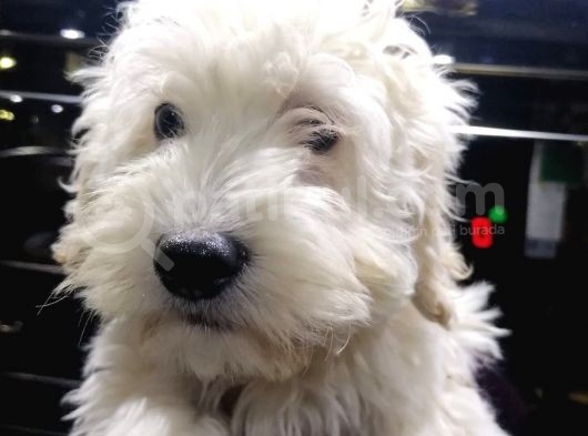 2 Aylık Dişi Ve Erkek Maltipoo Yavrum görsel