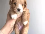 A Kali̇te Malti̇poo Yavrularimiz İçi̇n İleti̇şi̇me Geçi̇ni̇z