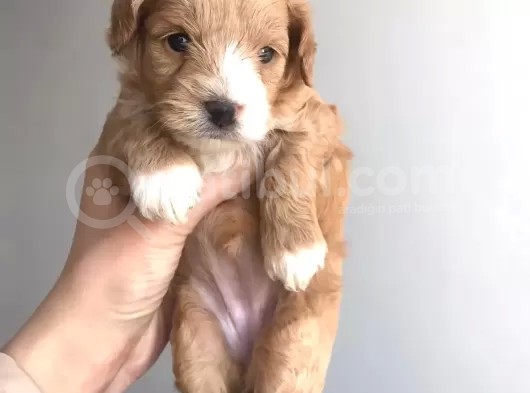 A Kali̇te Malti̇poo Yavrularimiz İçi̇n İleti̇şi̇me Geçi̇ni̇z görsel