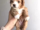 A Kali̇te Malti̇poo Yavrularimiz İçi̇n İleti̇şi̇me Geçi̇ni̇z