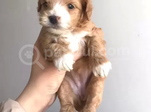 A Kali̇te Malti̇poo Yavrularimiz İçi̇n İleti̇şi̇me Geçi̇ni̇z görsel