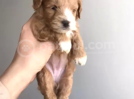 A Kali̇te Malti̇poo Yavrularimiz İçi̇n İleti̇şi̇me Geçi̇ni̇z