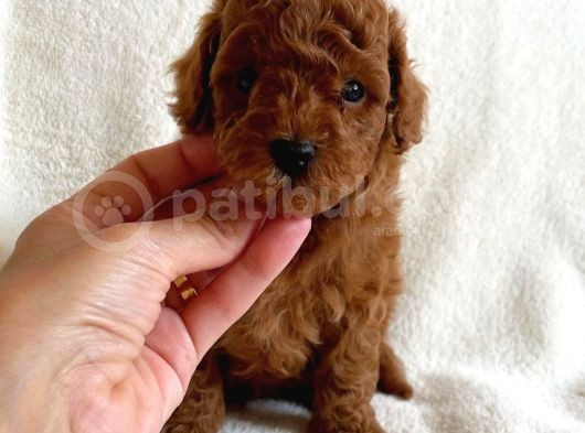 Safkan Red Brown Toy Poodle Yavrularimiz görsel