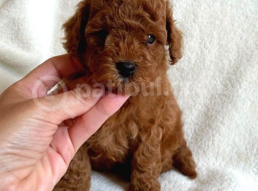 Safkan Red Brown Toy Poodle Yavrularimiz görsel