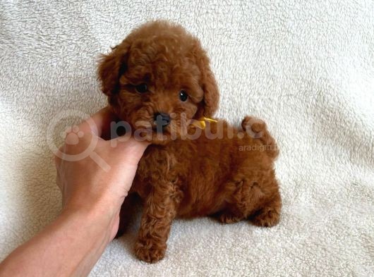 Safkan Red Brown Toy Poodle Yavrularimiz