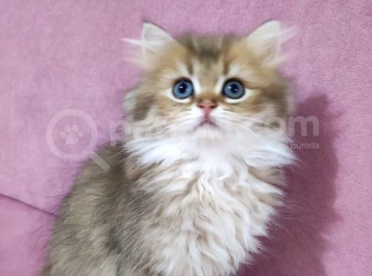 Böylesi Longhair Görülmedi görsel