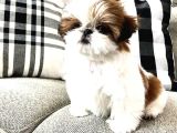 Basık Surat Safkan Shih Tzu Tüy Dökmez Orjinal Garantili